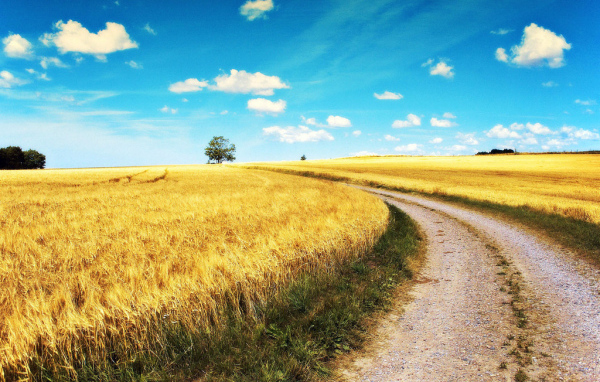 Дорога через поле