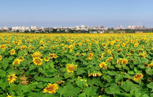 Поле подсолнечника