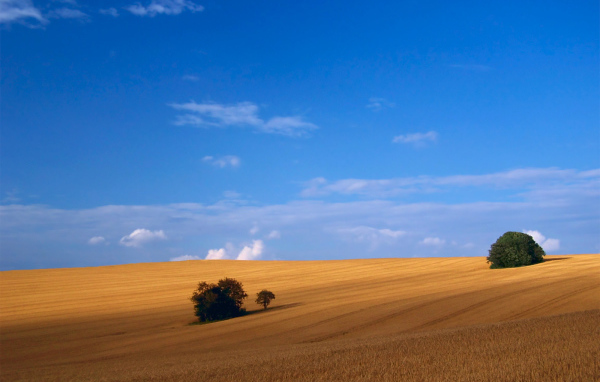 Пшеничное поле