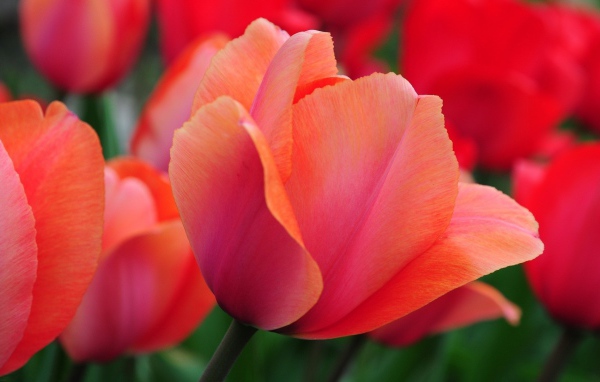 Красивый красный цветок