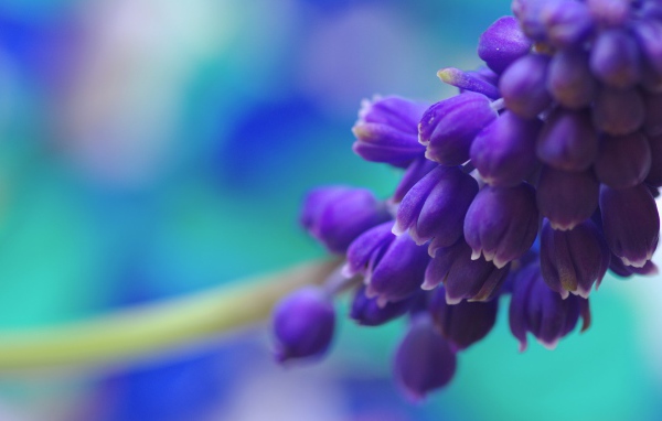 Гроздь синих цветов