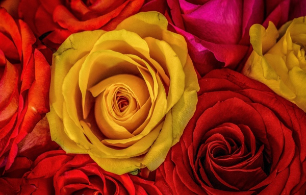 Большое разнообразие роз