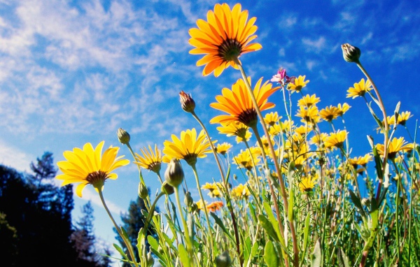 Африканские ромашки