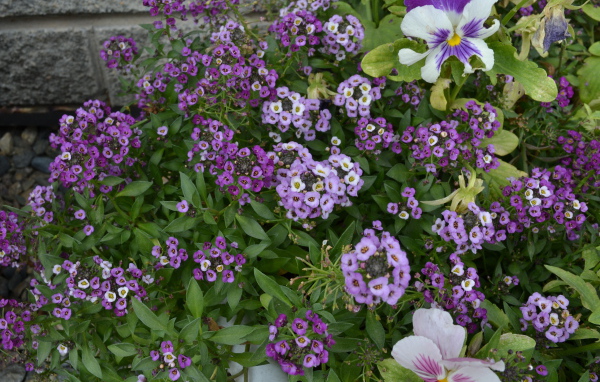 Красивые алиссум в саду