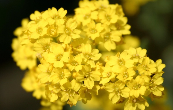 Садовые цветы алиссум на дачном участке