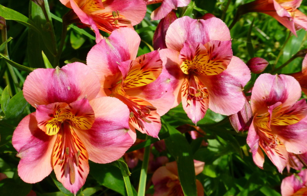 Выращивание цветов альстремерия в саду