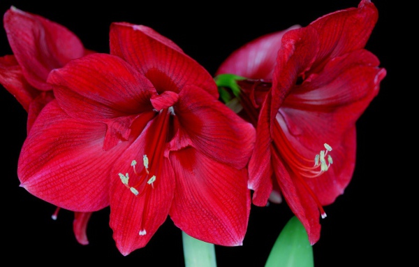 Амариллис в цвету