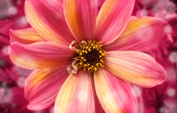 Удивительный цветок