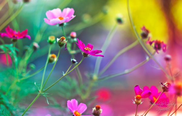 Удивительные цветы