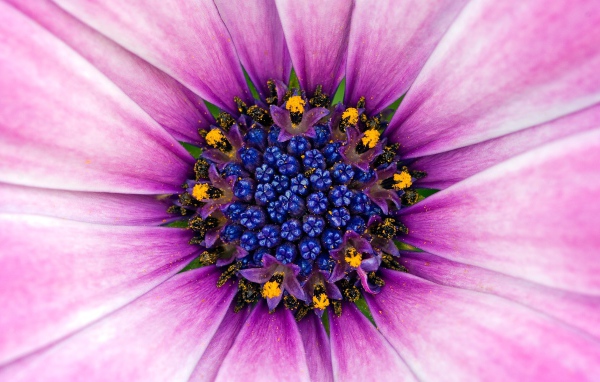 Восхитительный сиреневый цветок