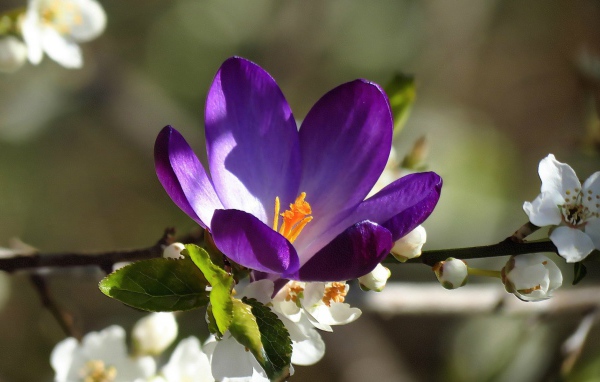 Синий цветок среди белых