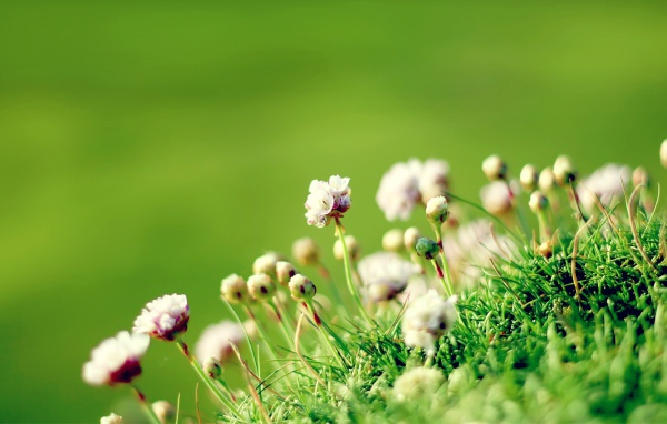 Полевые цветы