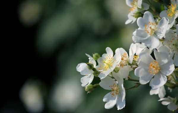 Яблоневый цвет