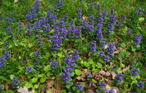 Садовые цветы аюга на дачном участке