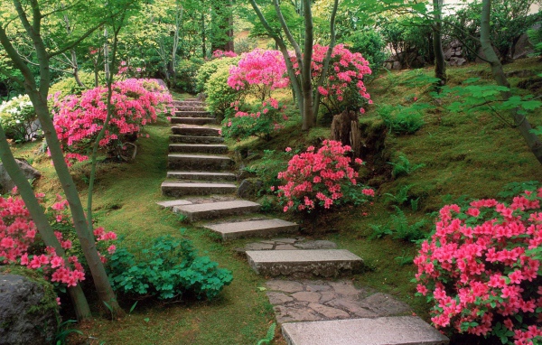 Азалии в японском саду