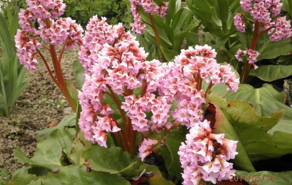 Бадан красивое многолетнее растение