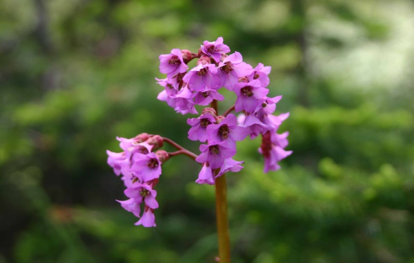 Бадан красивое растение в лесу