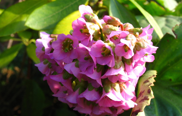 Бадан красивое растение в саду