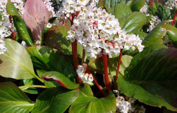 Бадан вечнозеленое многолетнее растение