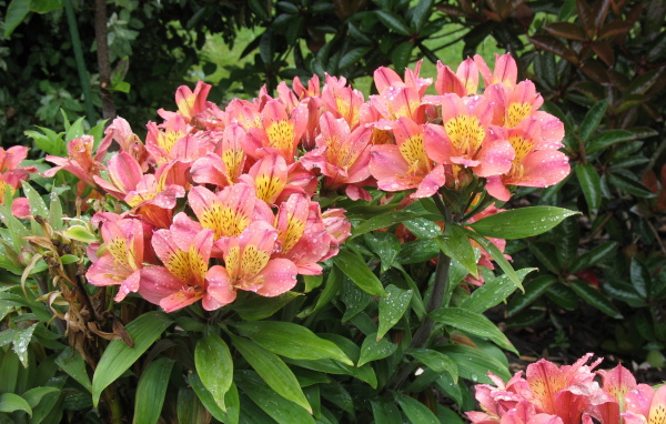 Красивая цветы альстремерия в саду