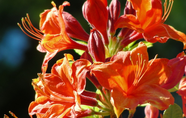 Красивая альстремерия в саду