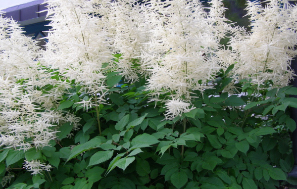 Красивая астильба на дачном участке