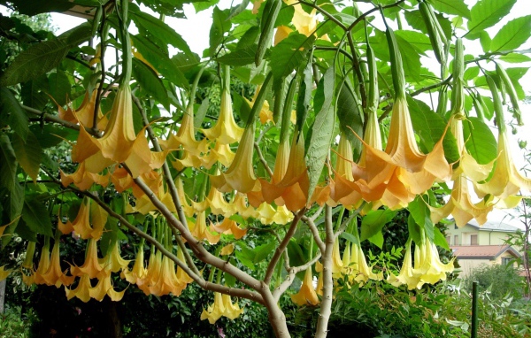 Красивая бругмансия в саду