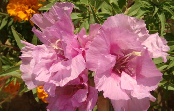 Красивая кларкия (годеция) на дачном участке