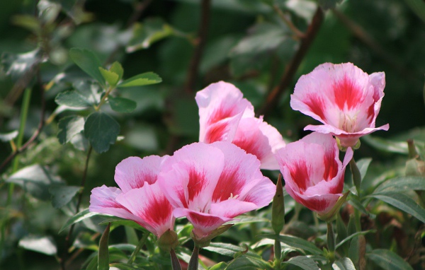 Красивая кларкия (годеция) в саду