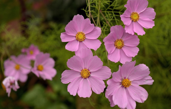 Красивые цветы космея в парке