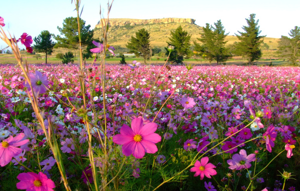 Красивая космея в саду