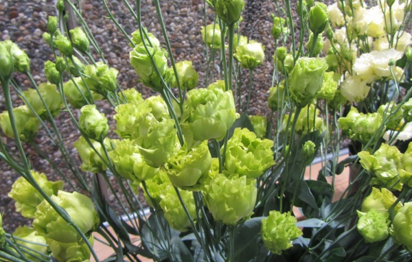 Красивая эустома (ирландская роза) в саду