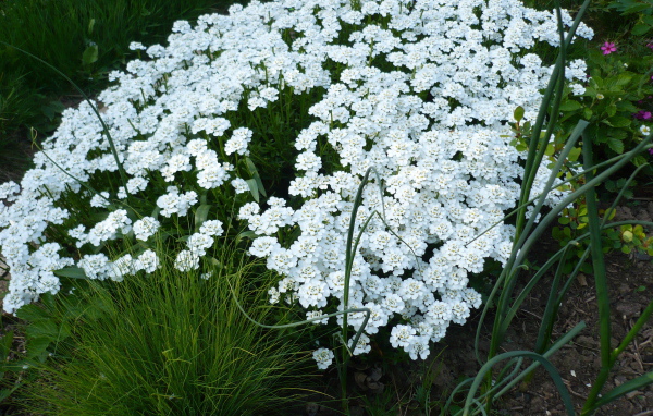 Красивый иберис на дачном участке