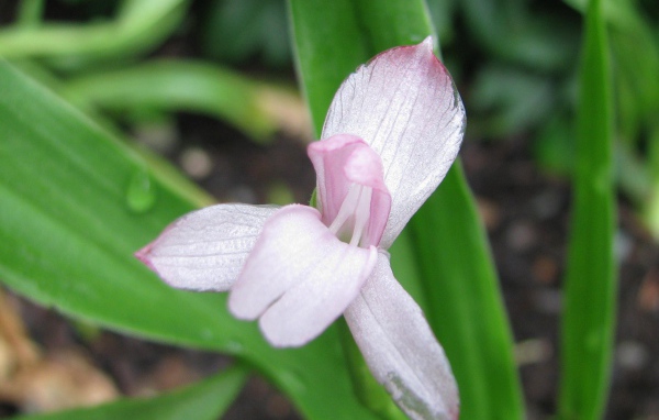 Красивая роскоя на клумбе в саду