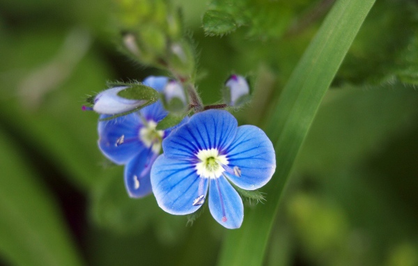 Красивая вероника в саду