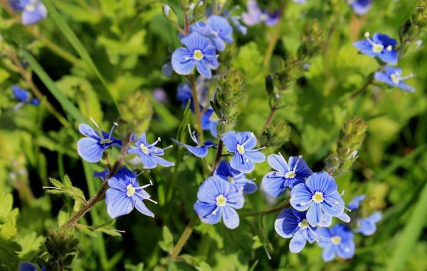 Красивая вероника на дачном участке