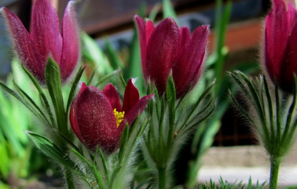 Красивая анемона в саду