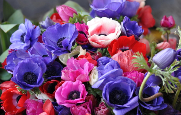 Красивая анемона на дачном участке