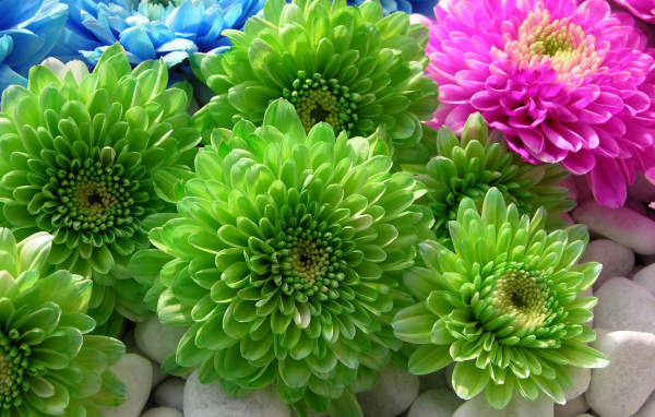 Красивая астра в саду