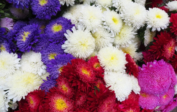 Красивая астра на дачном участке