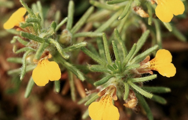 Красивая аюга на дачном участке