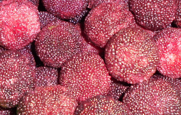 Красивые ягоды восковник из сада