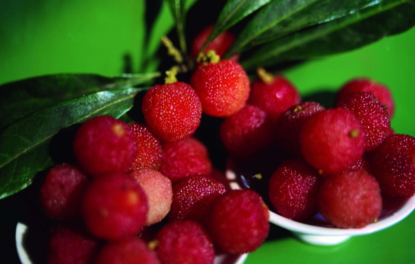 Красивые ягоды растения восковник