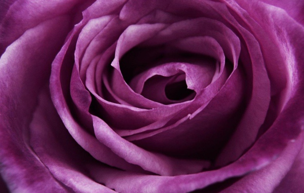 Красивая большая фиолетовая роза крупным планом