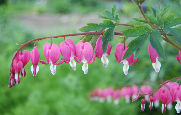 Красивые цветы дицентра на  клумбе в саду