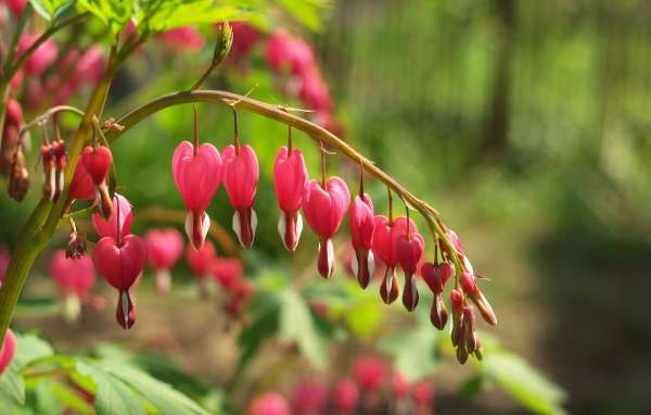 Красивые цветы дицентра в лесу