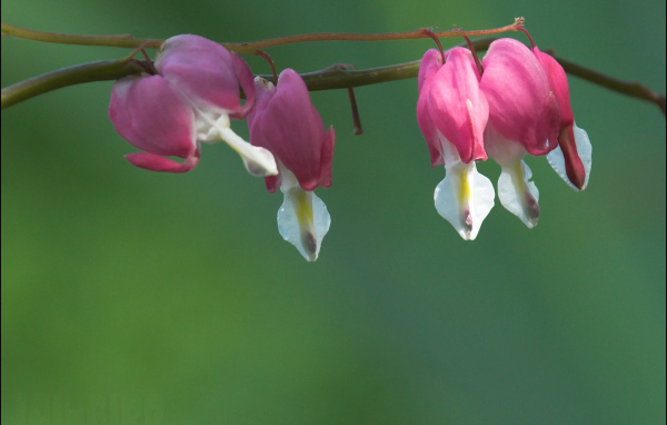 Красивые цветы дицентра в парке