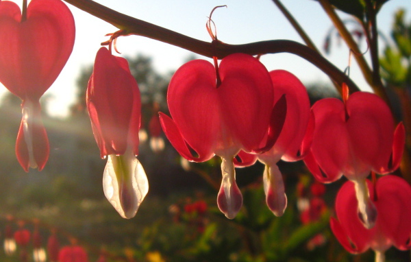 Красивая дицентра в саду