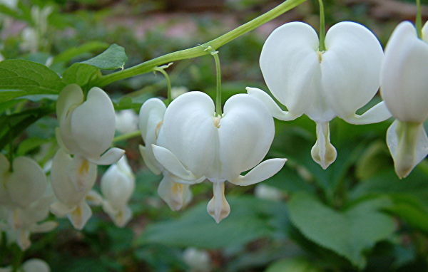 Красивая дицентра на дачном участке