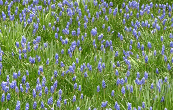 Красивый цветущий гиацинт на поляне